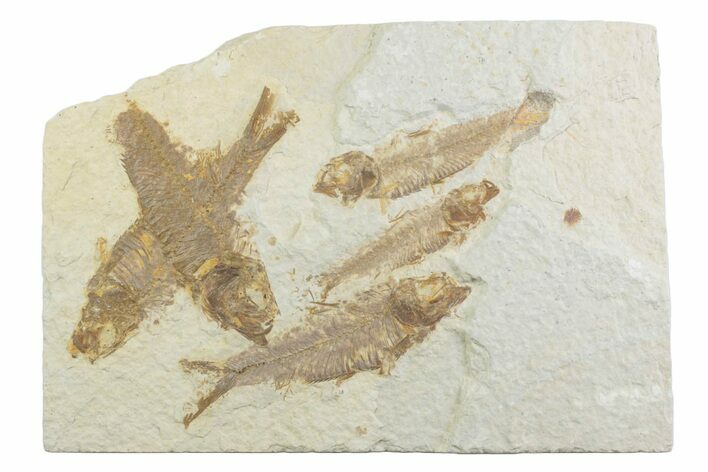 Limestone with Five Fossil Fish (Knightia) - Wyoming #369514